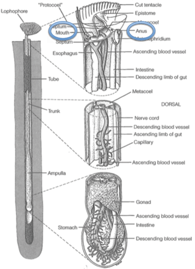 phoronid